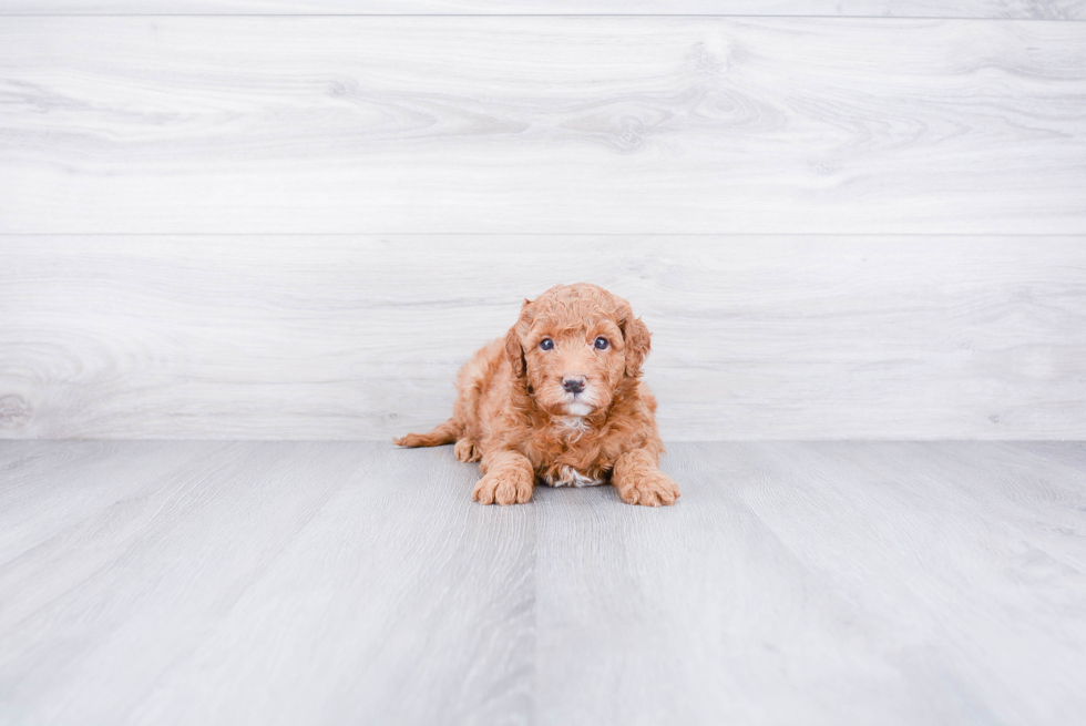 Adorable Golden Retriever Poodle Mix Puppy