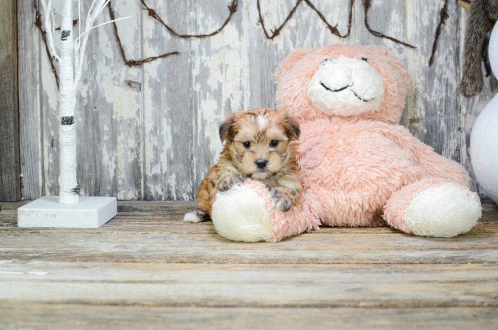 Energetic Yorkie Designer Puppy