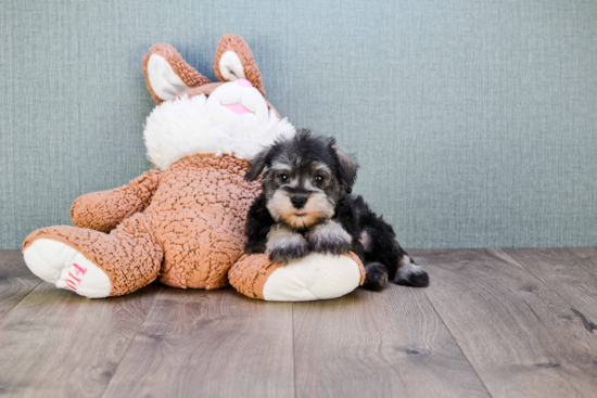 Mini Schnauzer Pup Being Cute