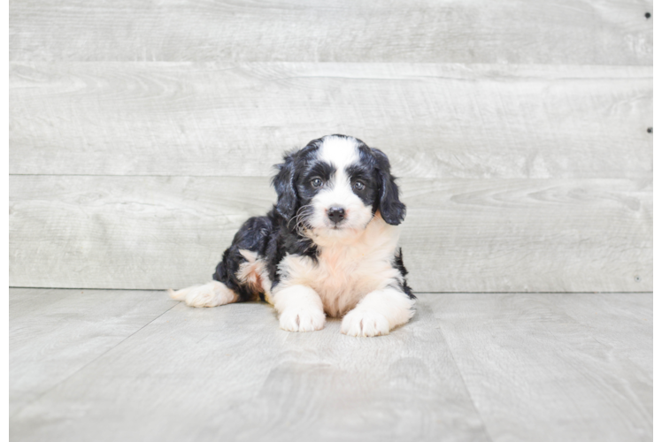 Happy Mini Bernedoodle Baby