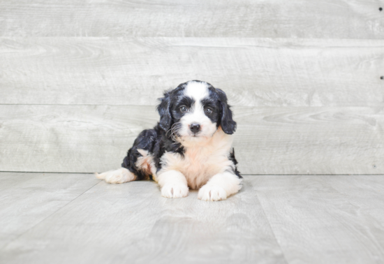 Happy Mini Bernedoodle Baby