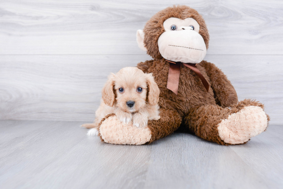 Smart Cavapoo Poodle Mix Pup