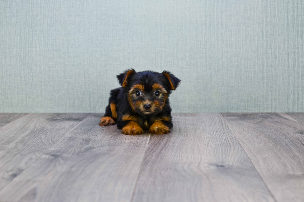 Meet Rebecca - our Yorkshire Terrier Puppy Photo 