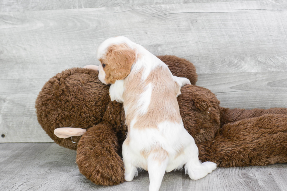 Cavalier King Charles Spaniel Puppy for Adoption