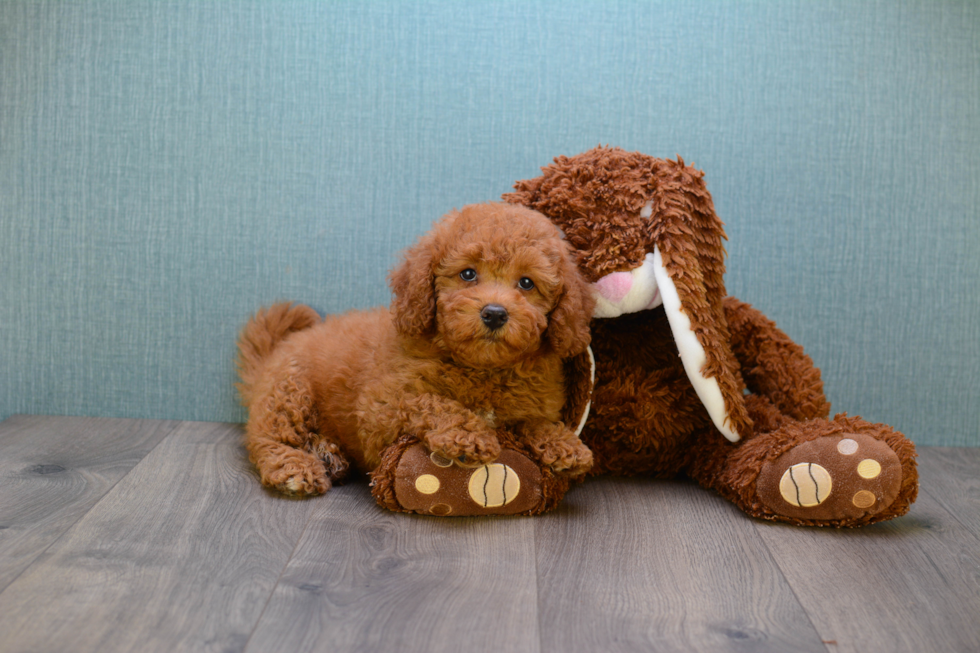 Adorable Golden Retriever Poodle Mix Puppy