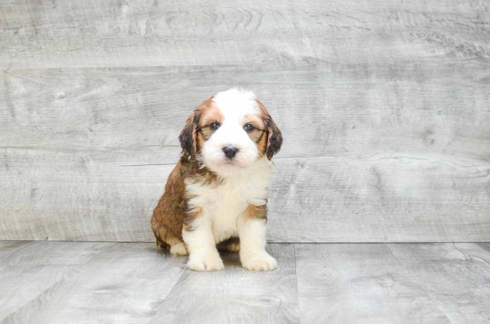 Mini Bernedoodle Pup Being Cute