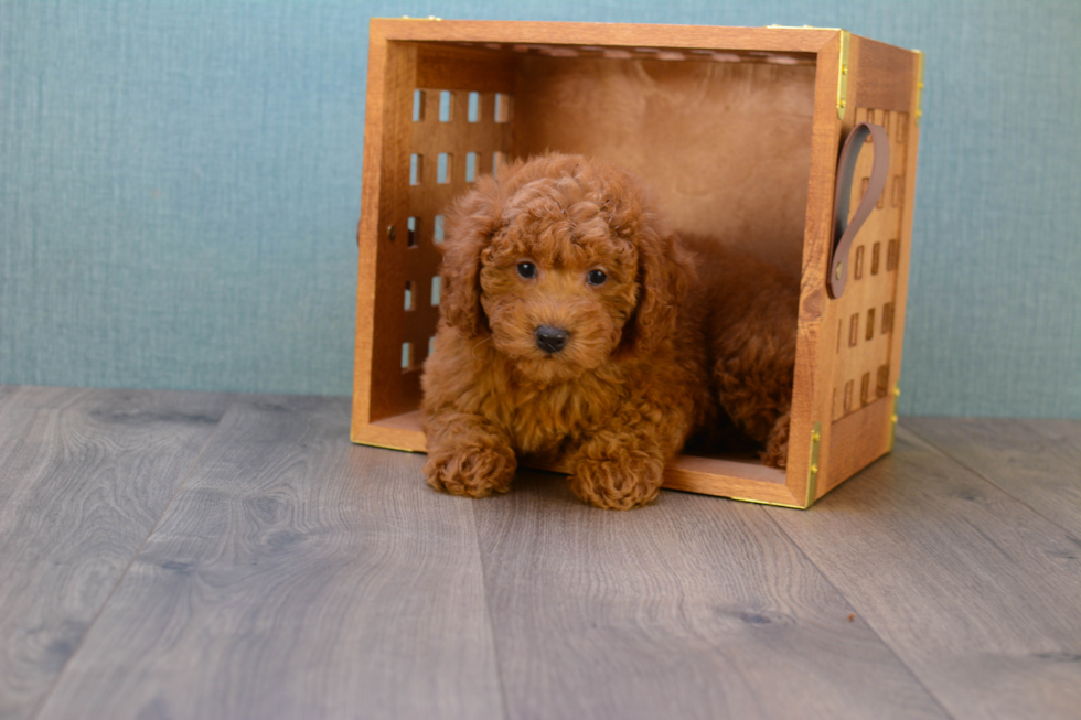 Mini Goldendoodle Puppy for Adoption