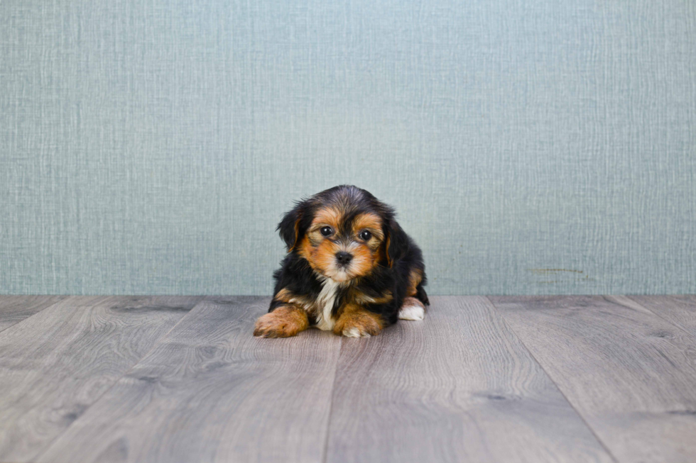 Meet Bronze - our Yorkshire Terrier Puppy Photo 