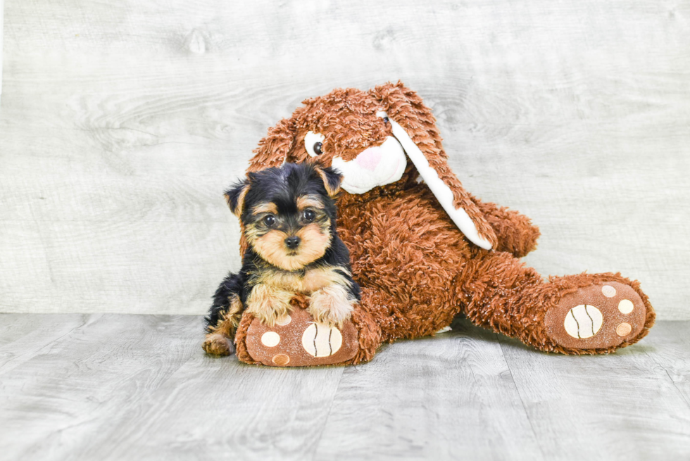Meet Rebecca - our Yorkshire Terrier Puppy Photo 