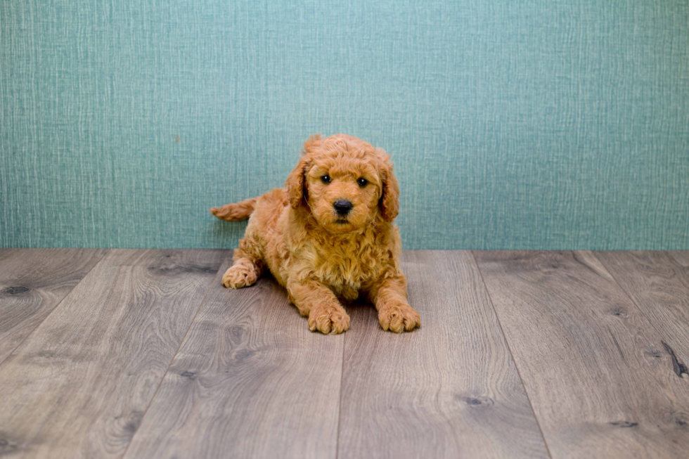 Happy Mini Goldendoodle Baby