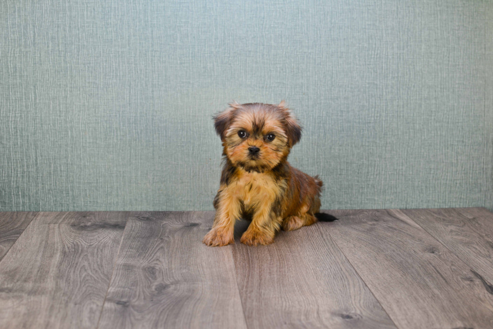 Shorkie Pup Being Cute