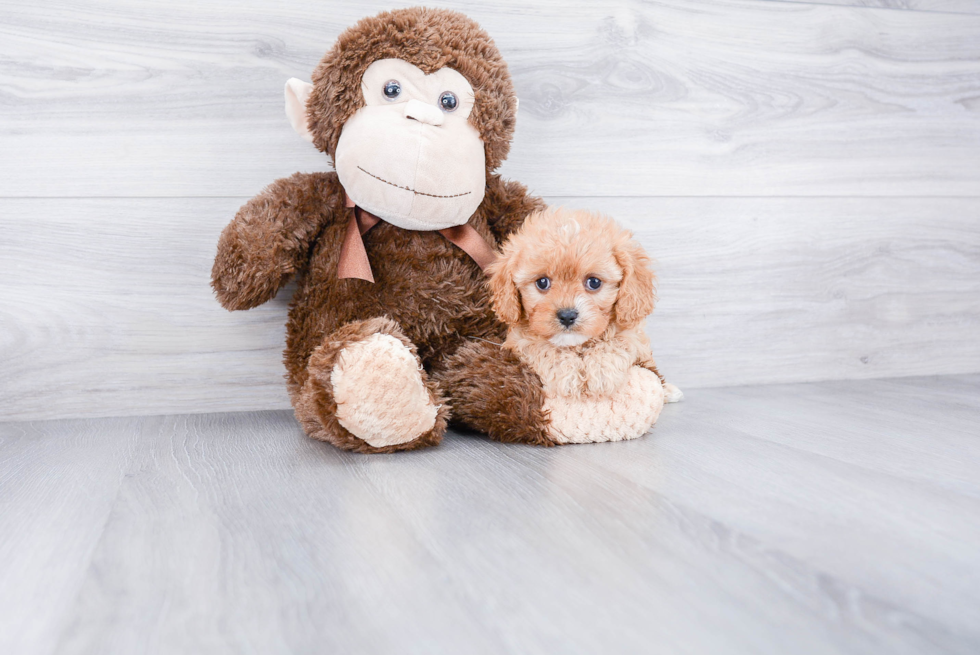 Energetic Cavoodle Poodle Mix Puppy