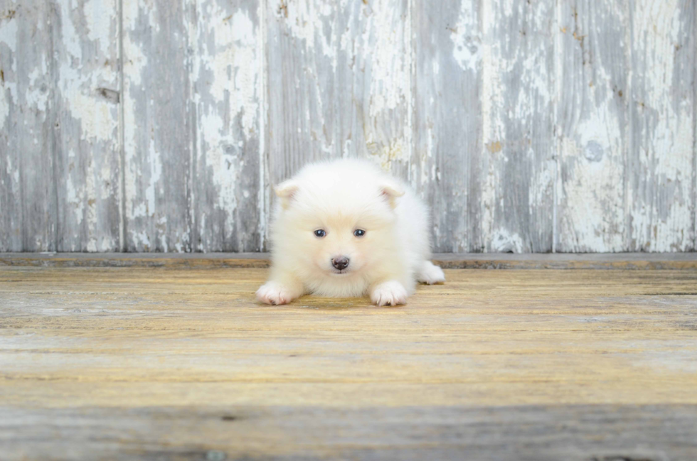 Pomeranian Pup Being Cute