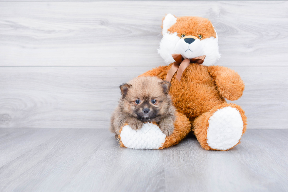 Best Pomeranian Baby