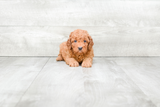 Best Mini Goldendoodle Baby