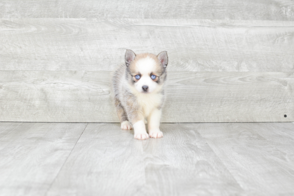 Pomsky Puppy for Adoption