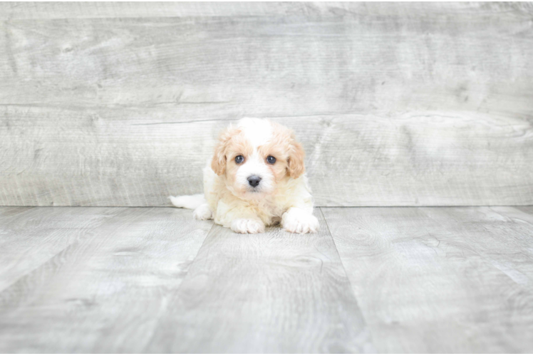 Sweet Cavachon Baby