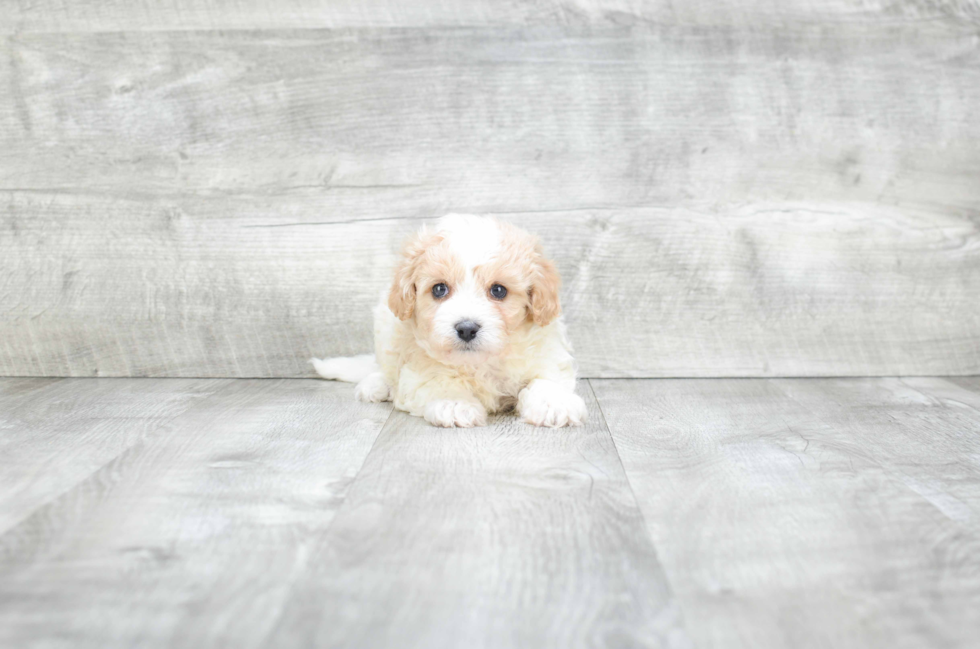 Sweet Cavachon Baby