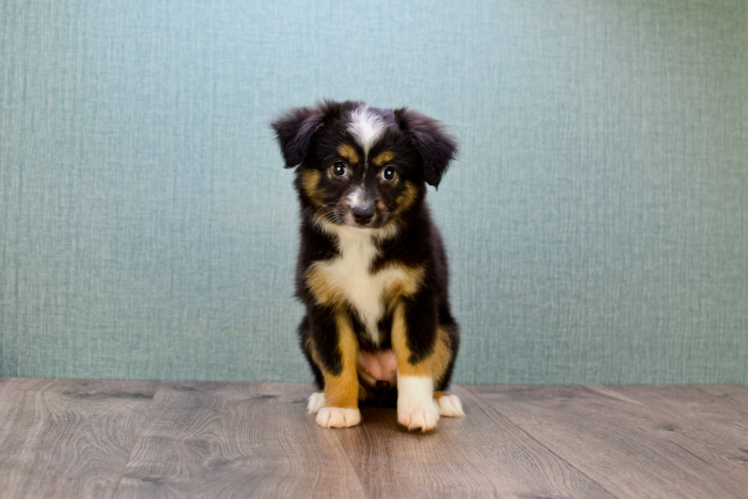 Adorable Aussiepoo Poodle Mix Puppy