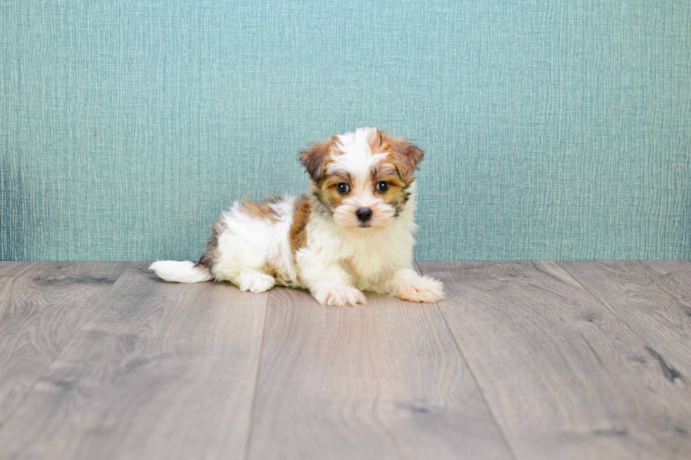 Morkie Puppy for Adoption