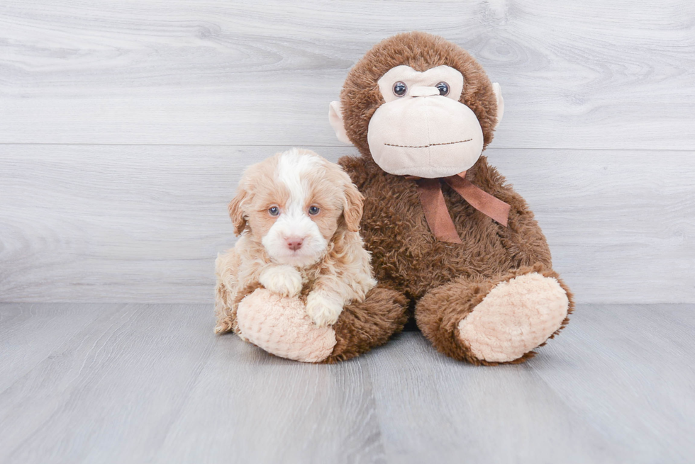 Funny Mini Goldendoodle Poodle Mix Pup