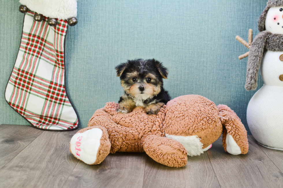 Morkie Pup Being Cute