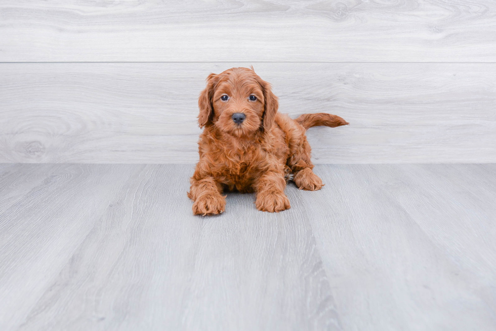 Sweet Cockapoo Baby