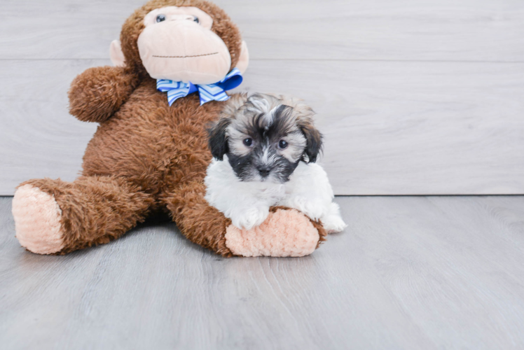 Small Havanese Purebred Pup