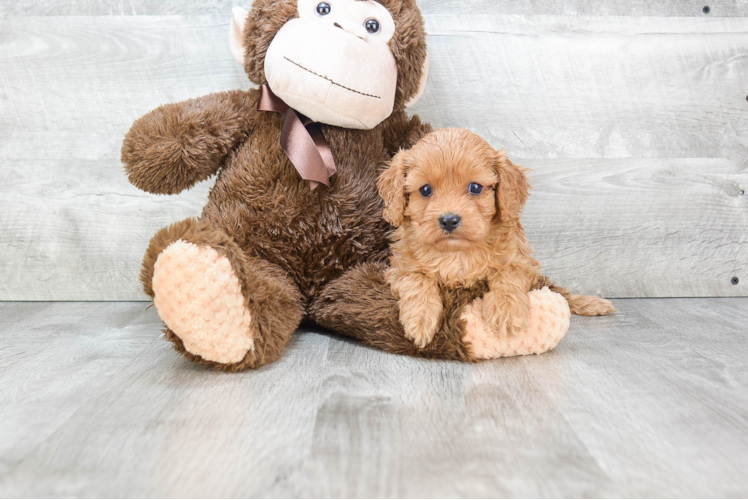 Hypoallergenic Cavoodle Poodle Mix Puppy