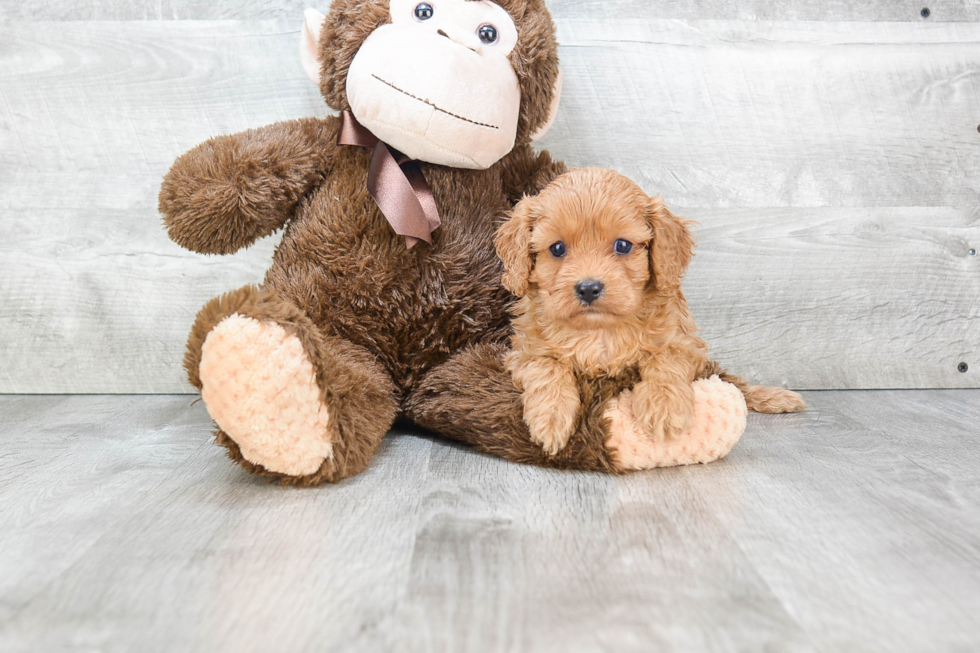 Hypoallergenic Cavoodle Poodle Mix Puppy