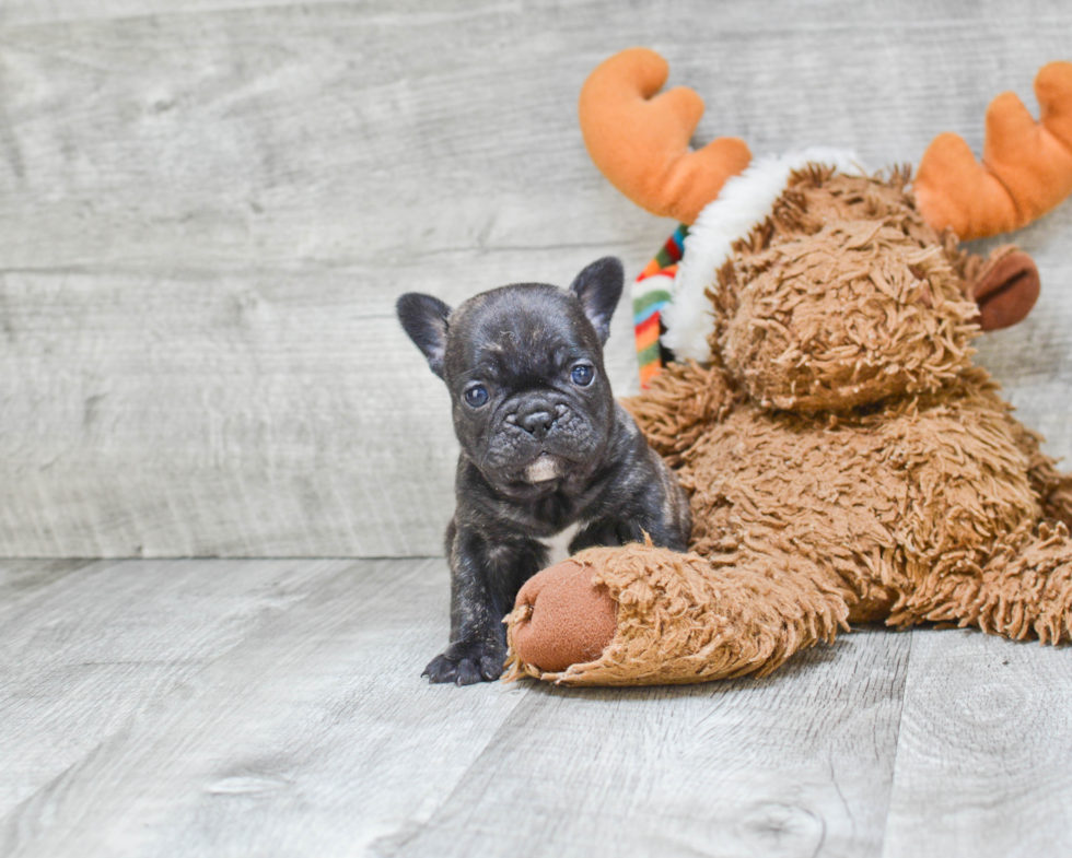 Adorable Frenchie Purebred Puppy