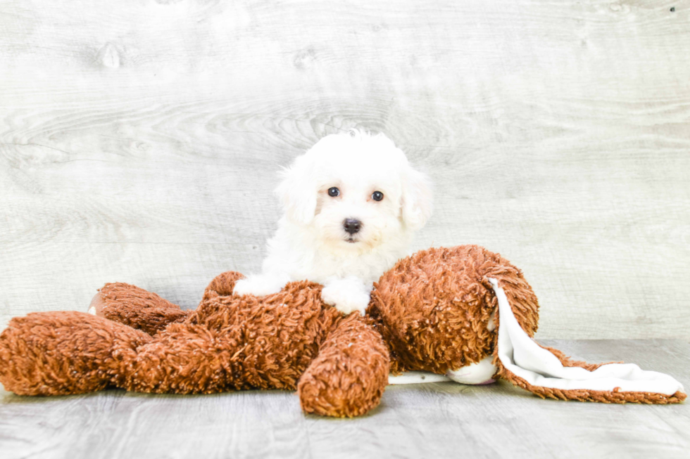 Friendly Bichon Frise Purebred Pup