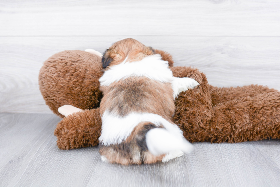 Teddy Bear Pup Being Cute