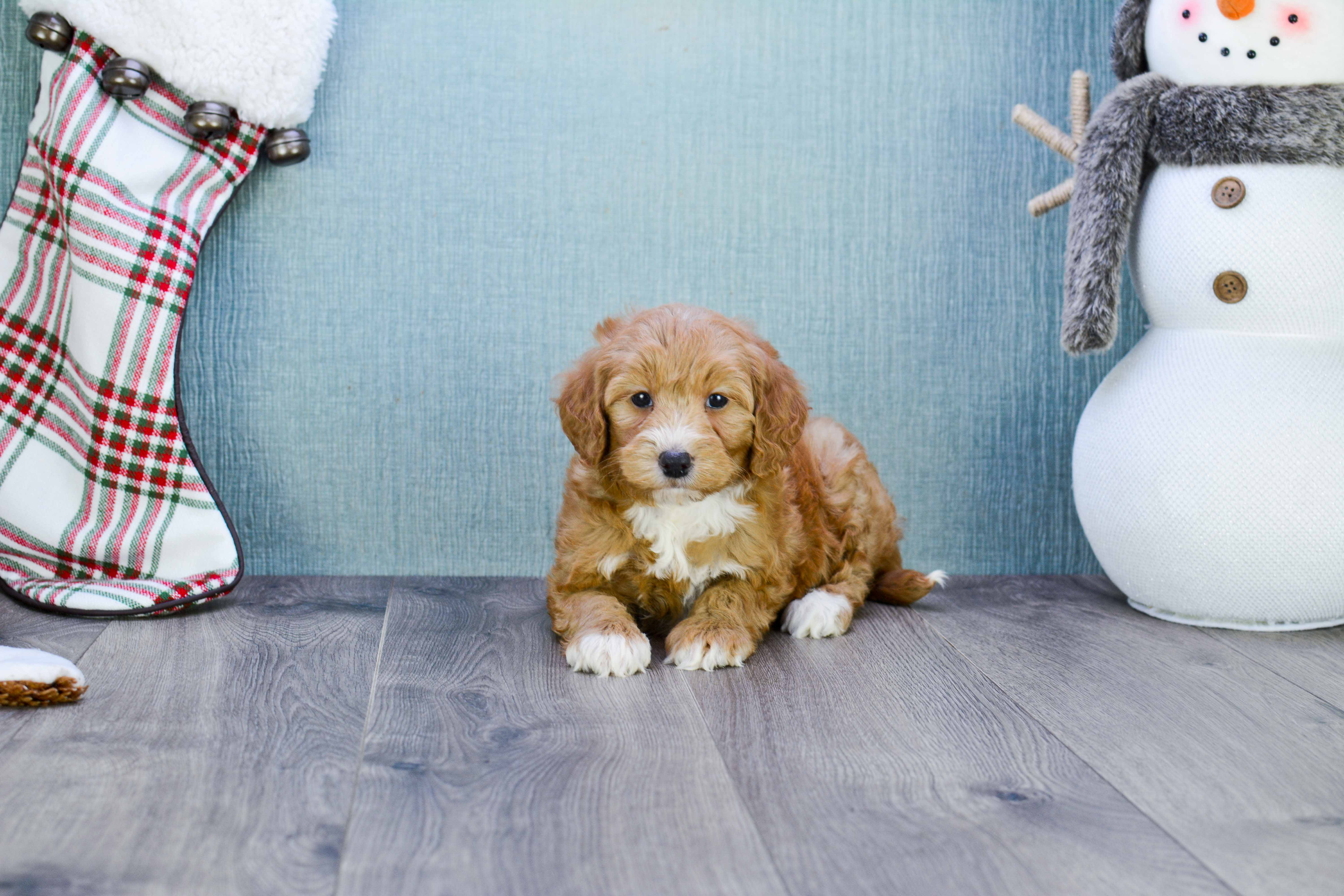 Mini Goldendoodle Pup Being Cute