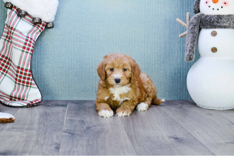 Mini Goldendoodle Pup Being Cute