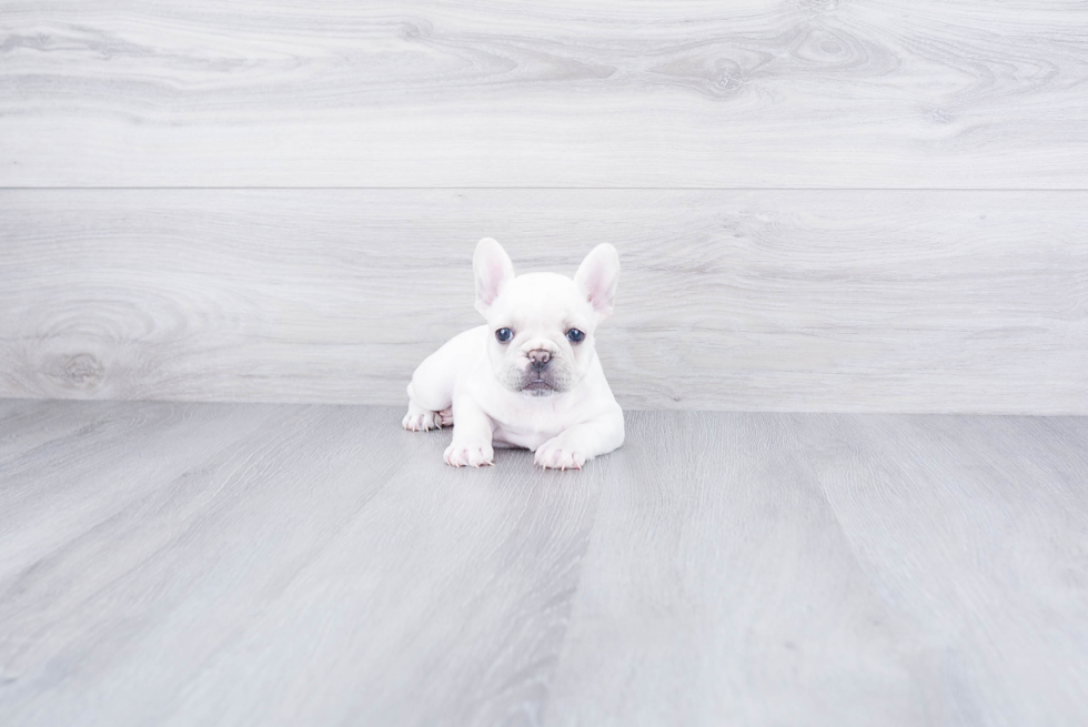 Best French Bulldog Baby