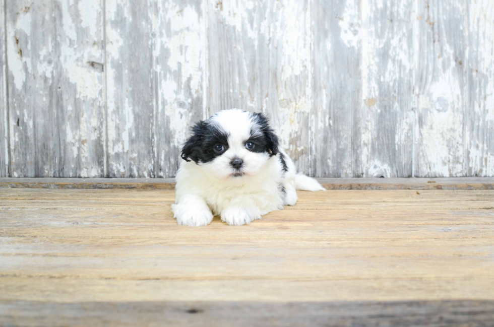 Teddy Bear Pup Being Cute