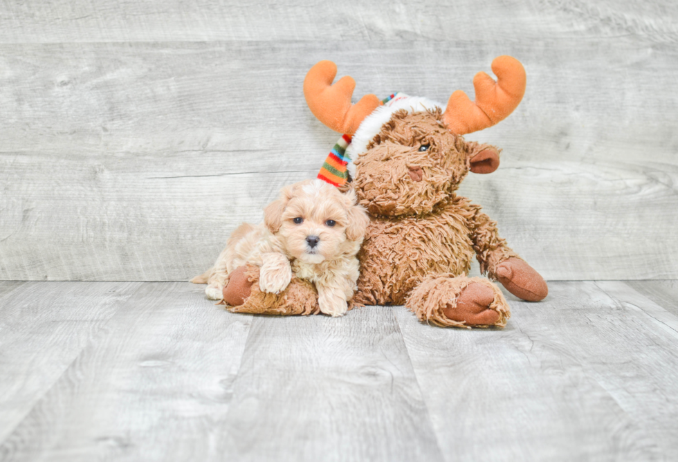 Smart Maltipoo Poodle Mix Pup