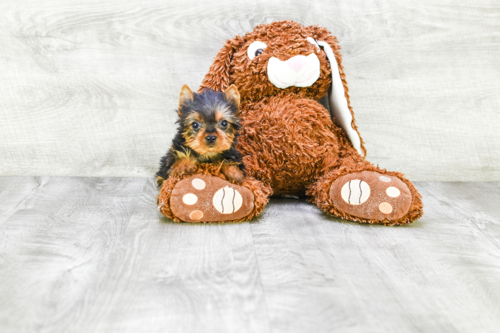 Meet Rascal - our Yorkshire Terrier Puppy Photo 