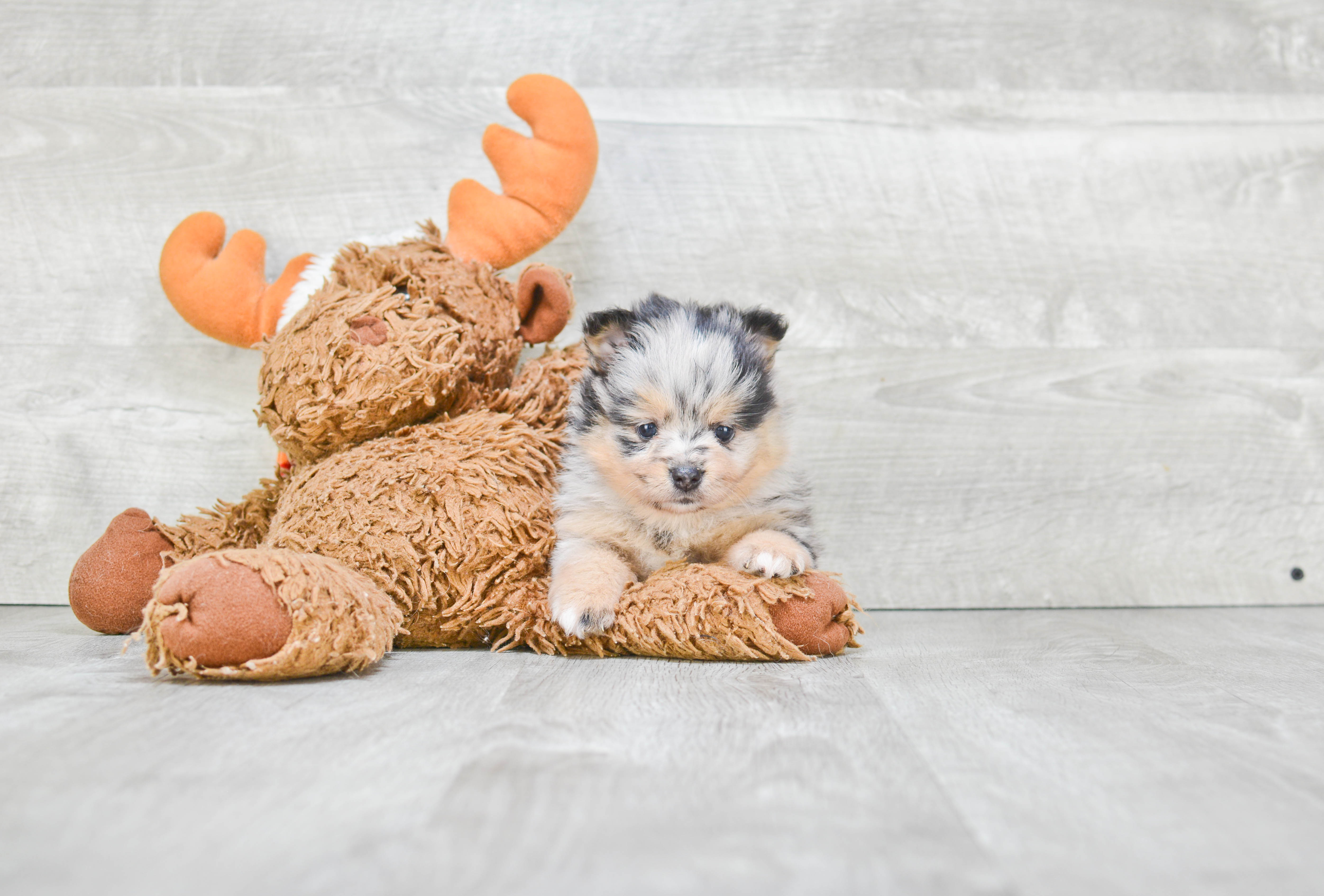 Best Pomeranian Baby