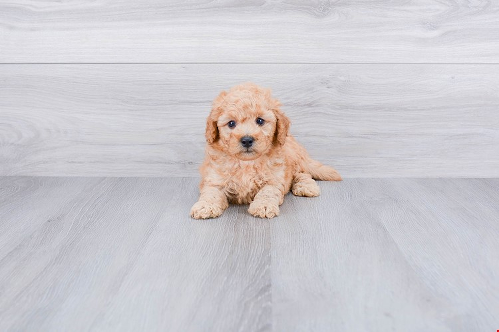 Smart Mini Goldendoodle Poodle Mix Pup