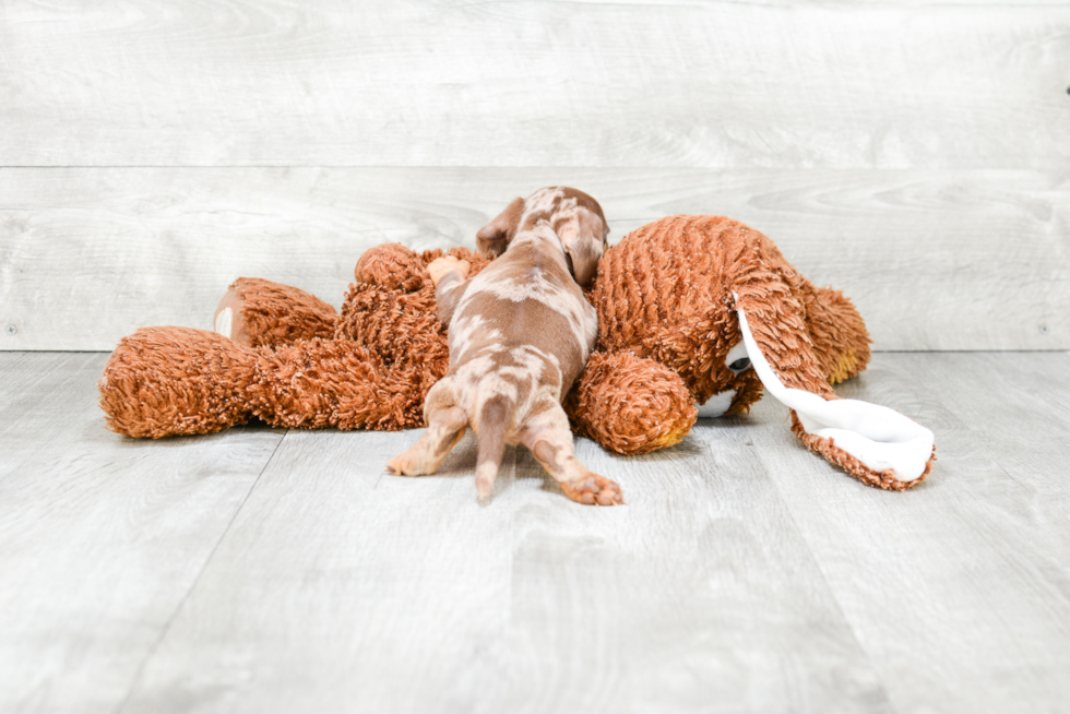 Cute Dachshund Baby