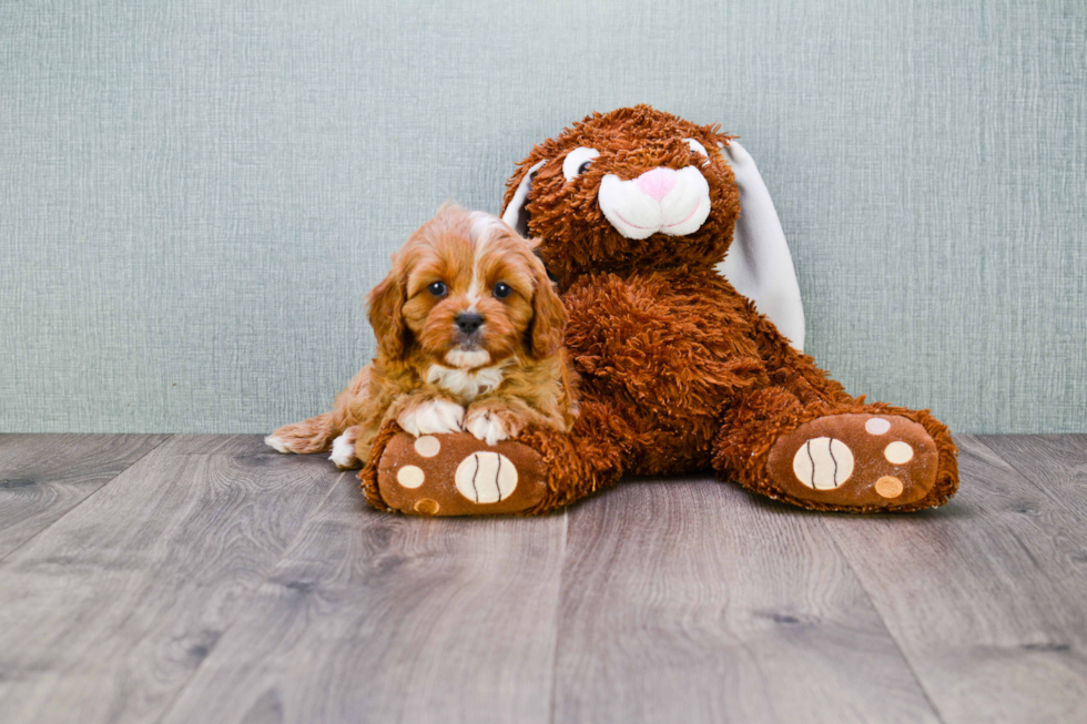 Cavapoo Pup Being Cute