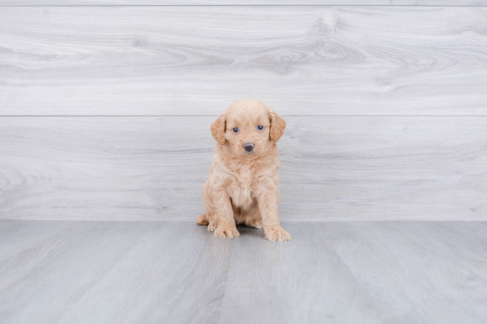 Smart Mini Goldendoodle Poodle Mix Pup