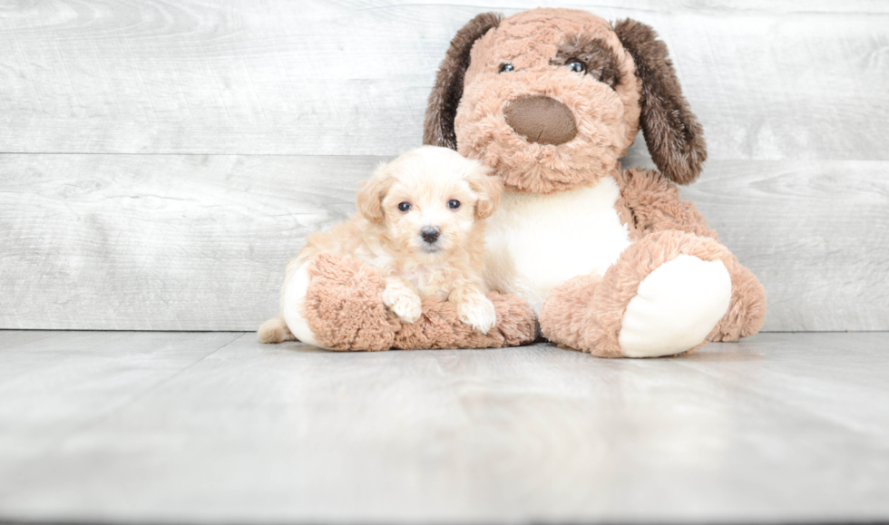 Maltipoo Pup Being Cute