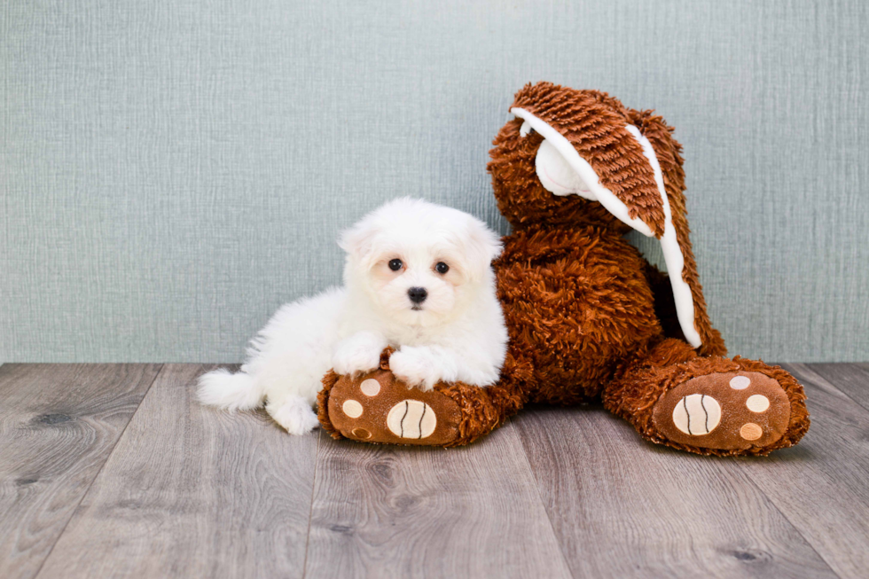 Smart Maltipoo Poodle Mix Pup