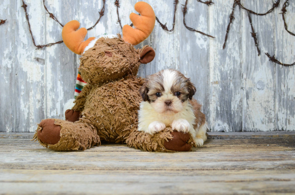 Best Shih Tzu Baby