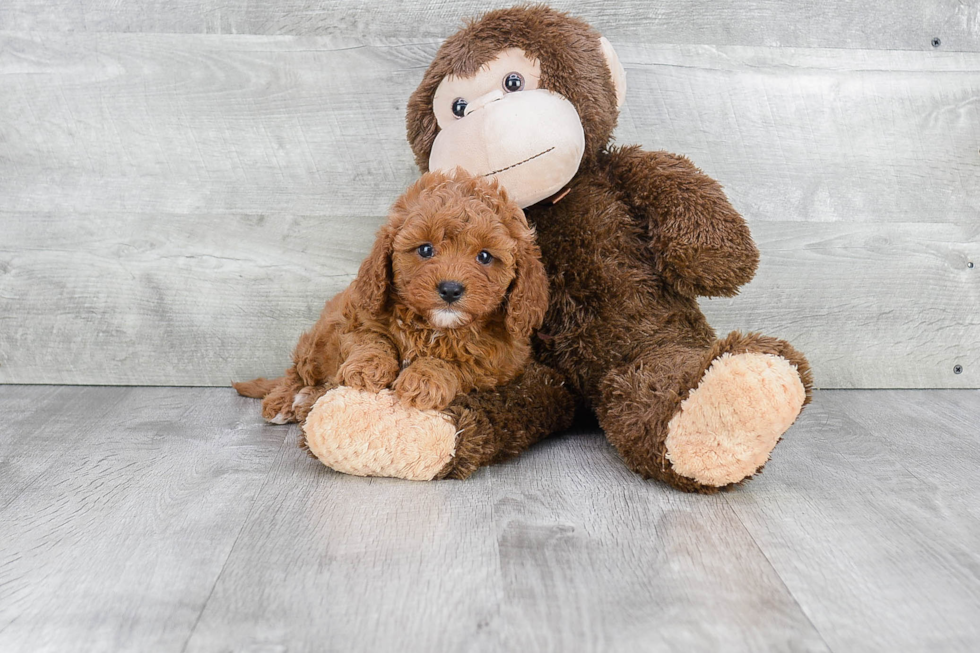 Friendly Cavapoo Baby