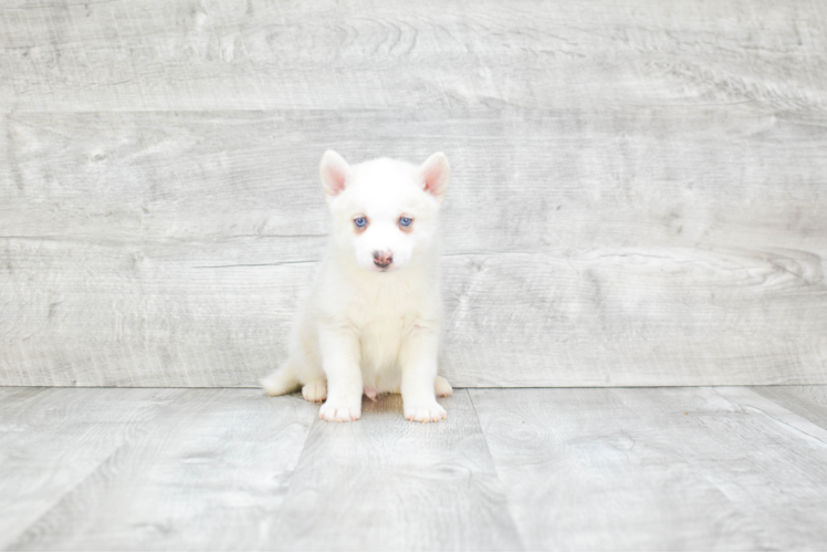 Pomsky Pup Being Cute