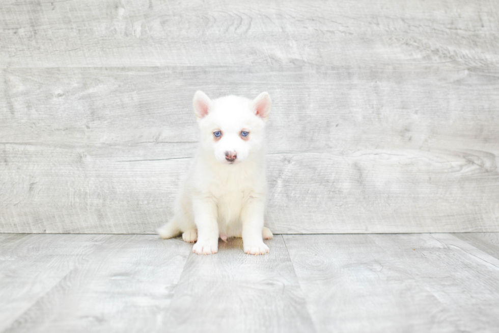 Pomsky Pup Being Cute